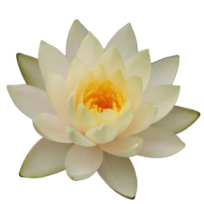 Water lily - Inner Light