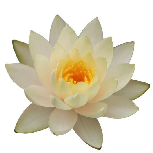 Water lily - Inner Light