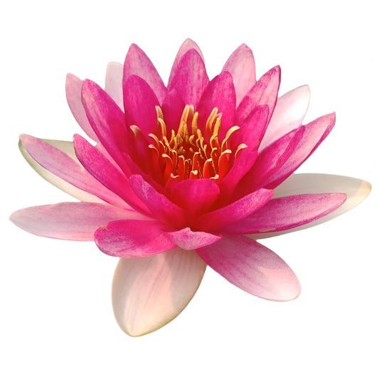 Water lily - Tabtim Siam