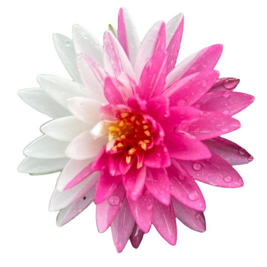 Water lily - Jakkaphong
