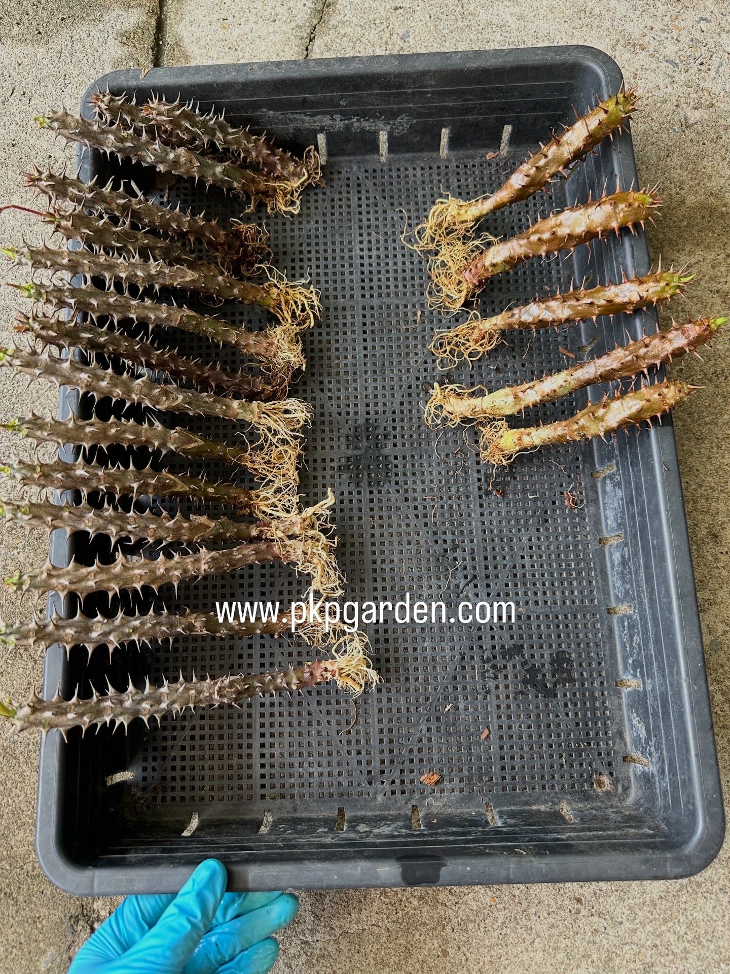 Crown of Thorns "Red ThaweeChoke" – Euphorbia milii – Thai Grown – Live Bare Root Plant