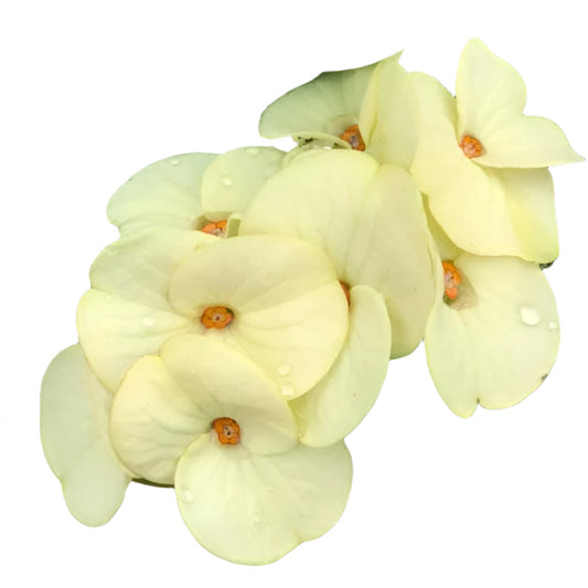 Euphorbia milii - PakThongChai