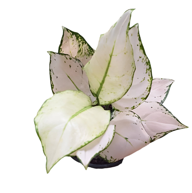 Aglaonema - Super White