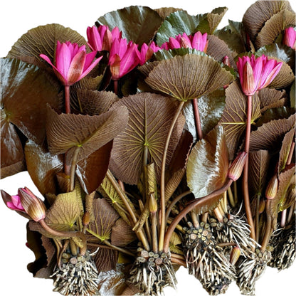 nymphaea spp water lily for sale
