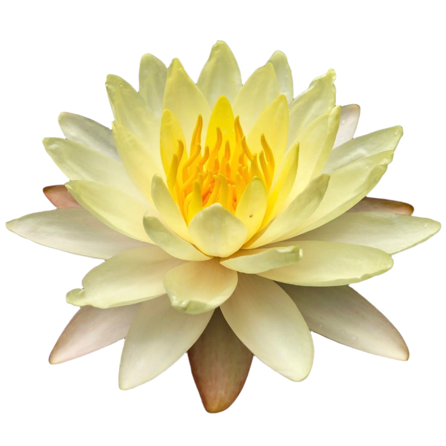 Water lily - Mangkala Ubol