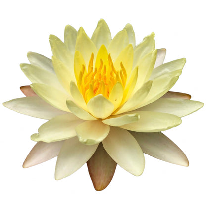 Water lily - Mangkala Ubol