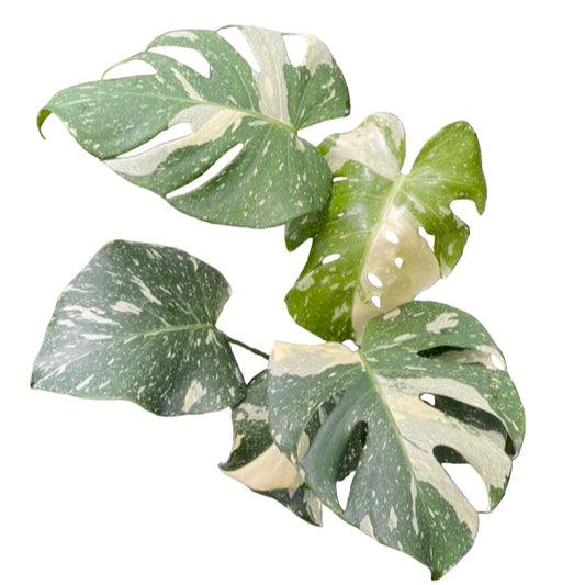 Monstera Thai Constellation from Thailand