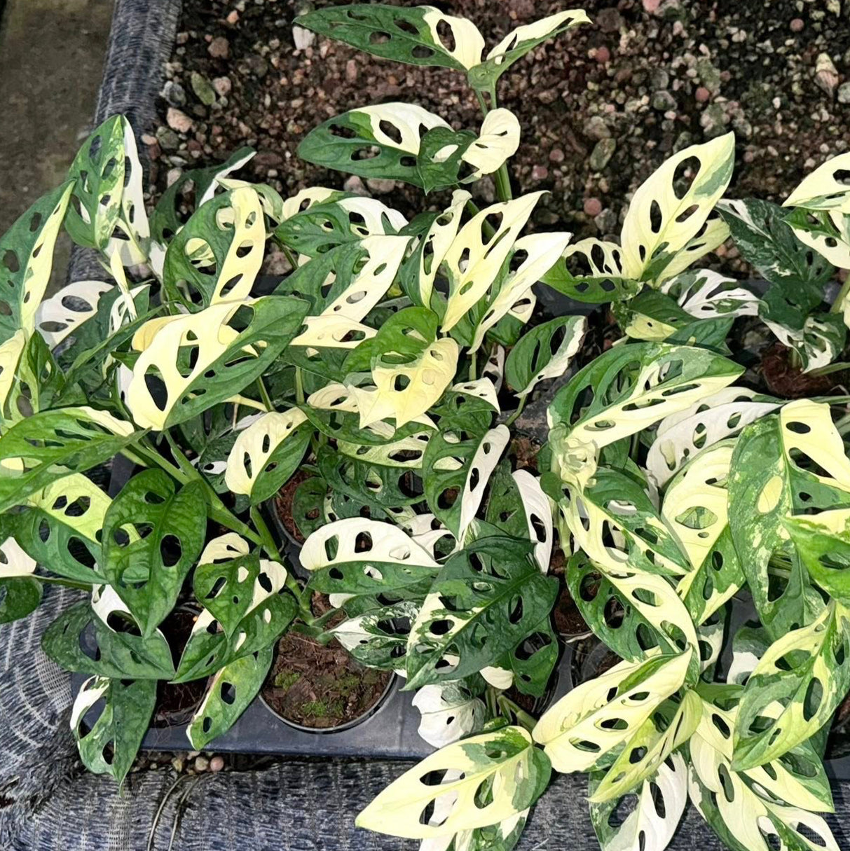 Variegated Monstera Adansonii for sale