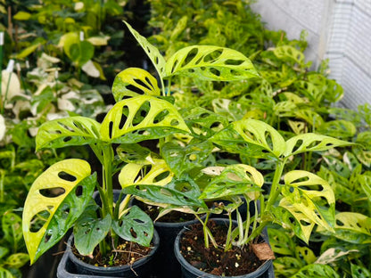 Monstera Adansonii Aurea Variegated