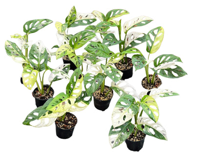 Monstera Adansonii Albo