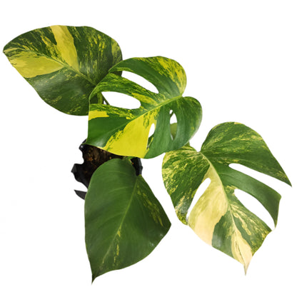 yellow variegated monstera