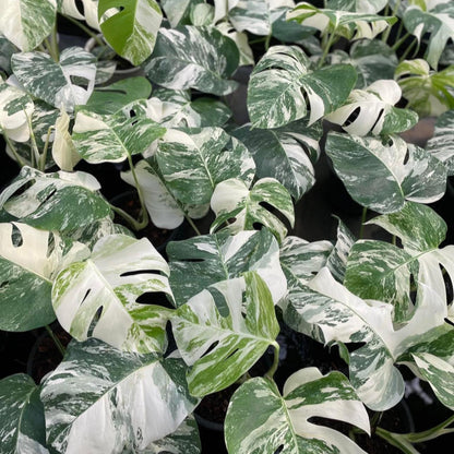 Monstera Albo wholesale 