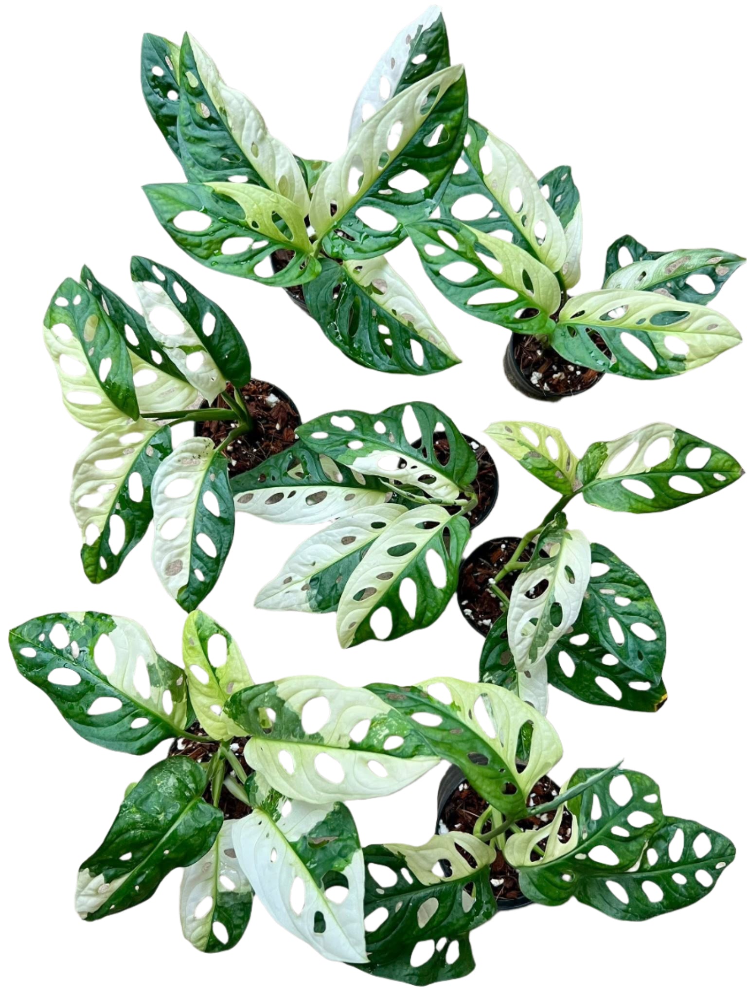 Monstera Adansonii Variegated for sale cheap