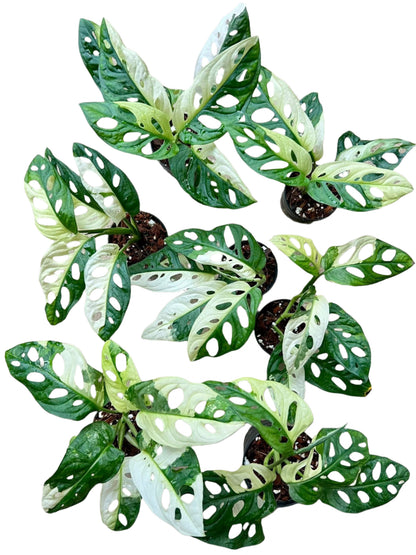 Monstera Adansonii Variegated for sale cheap