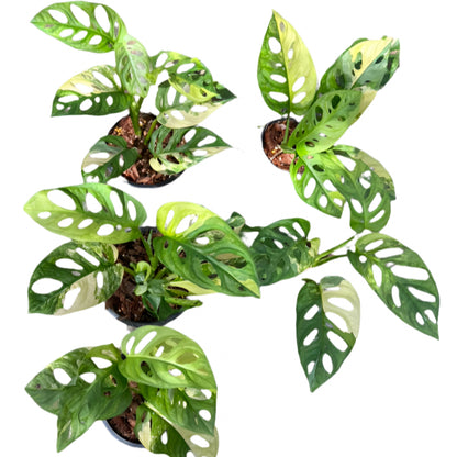 Monstera Adansonii nursery from Thailand