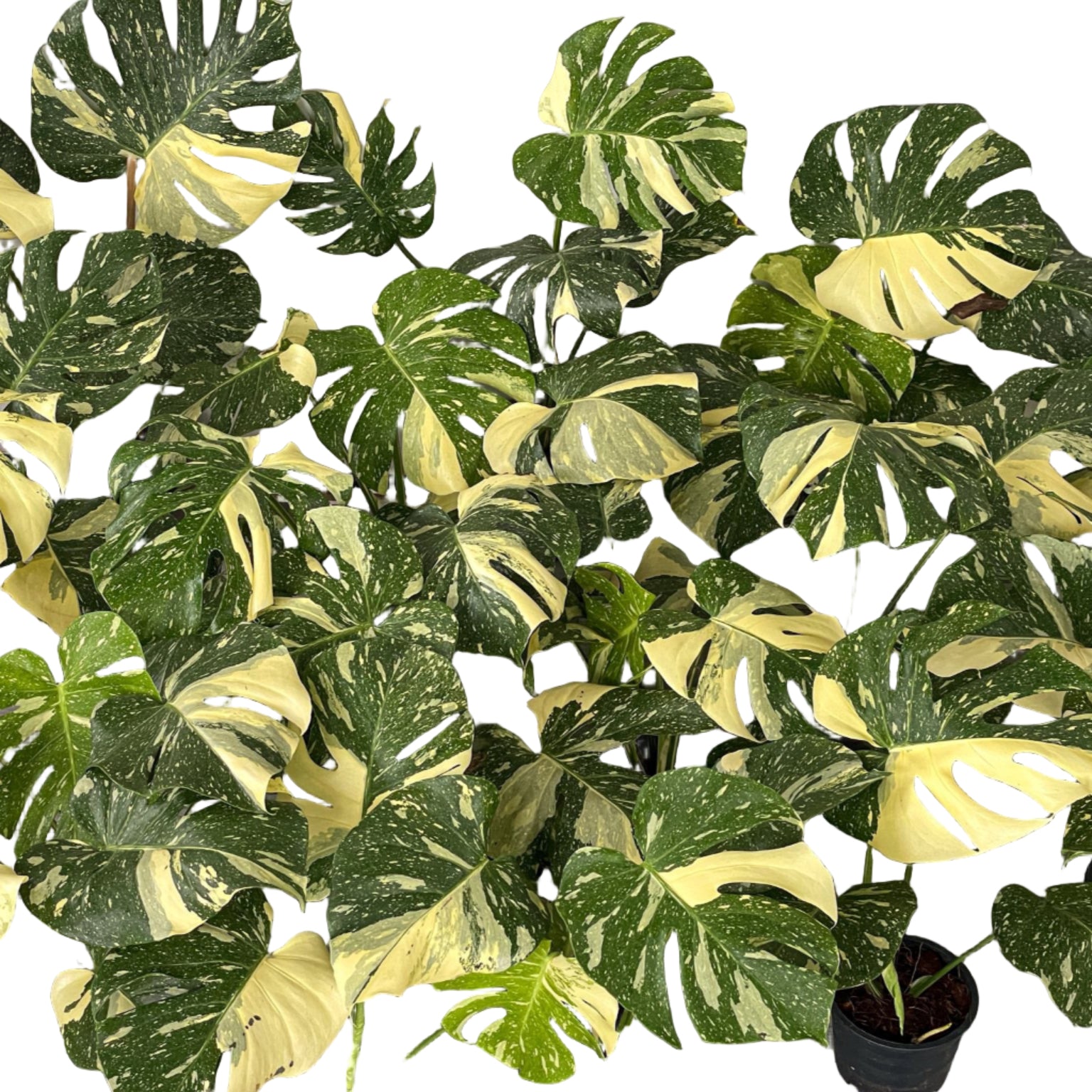 Monstera Thai Constellation nursery