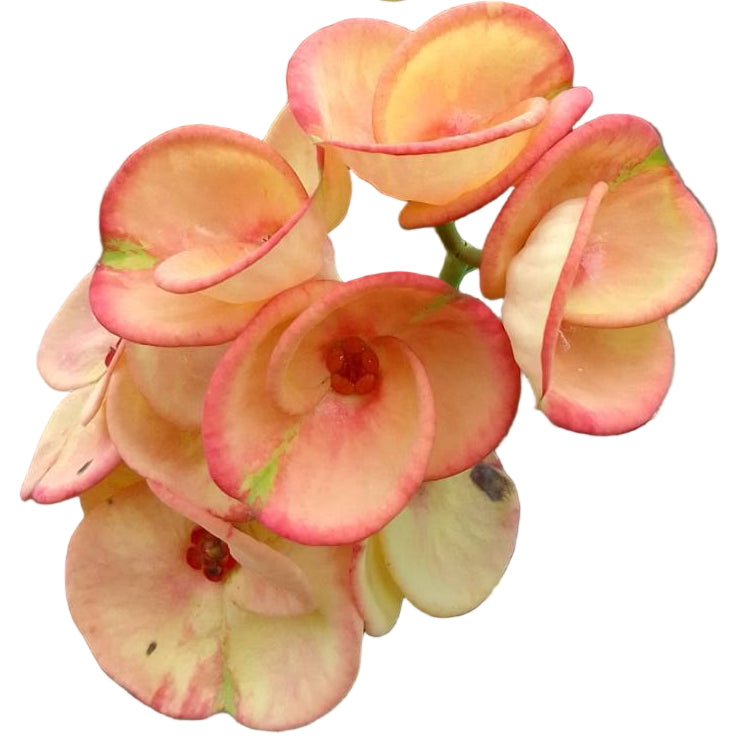 Euphorbia milii for sale