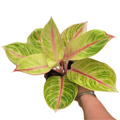 Aglaonema - Siam Gold