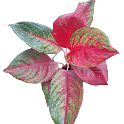 Aglaonema - Heart Wish