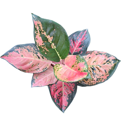 Aglaonema - Rich in Grace