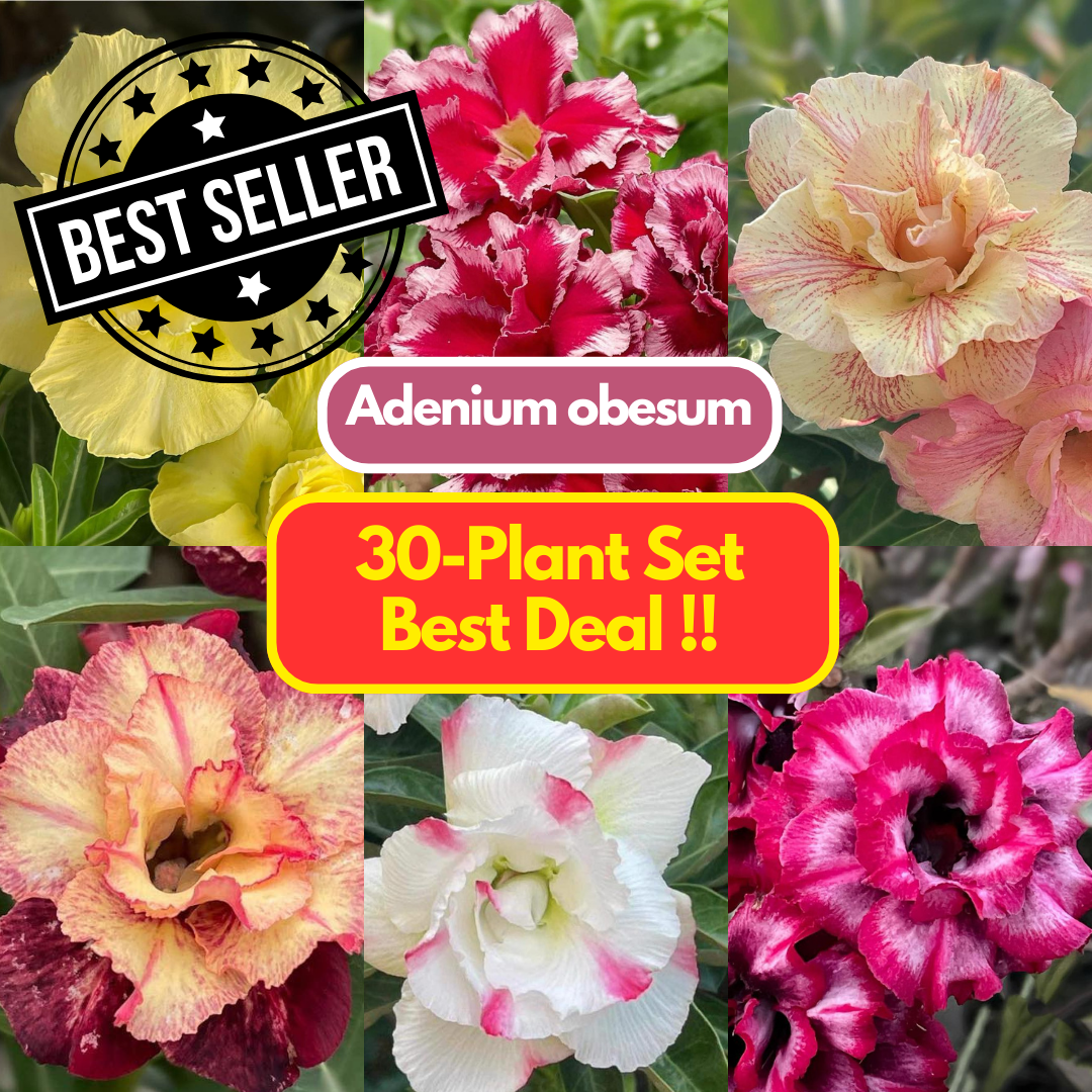 30 Adenium obesum Plants | Best Value !! | Choose any 30 colors you want