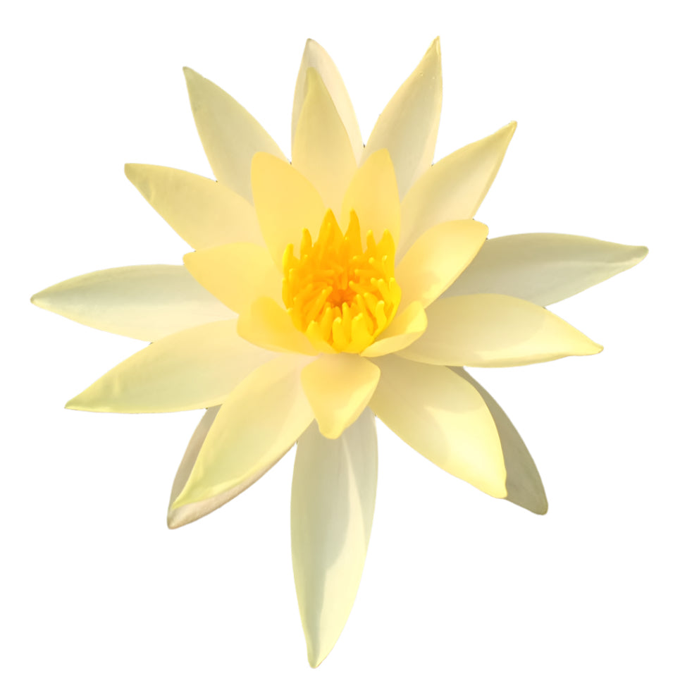 Water lily - Sunrise