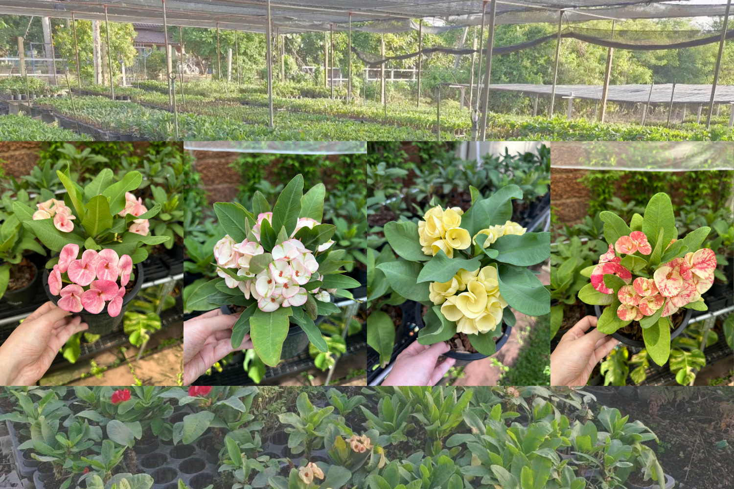 Euphorbia milii nursery in thailand shipping worldwide.