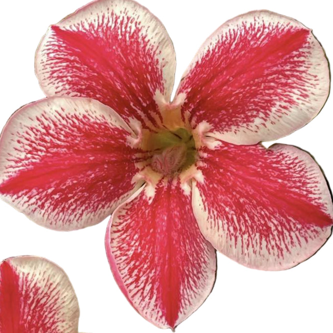 Adenium obesum Gena