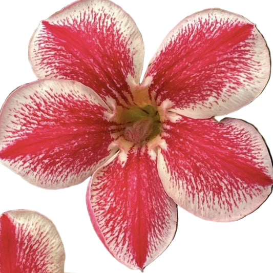 Adenium obesum Gena