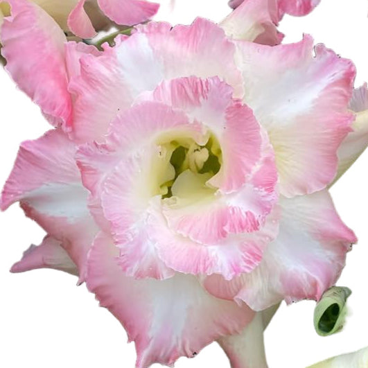 Adenium obesum Golden Pink