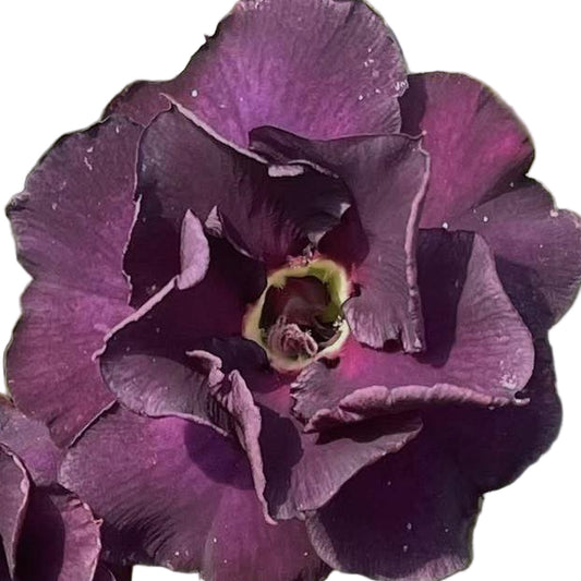 Adenium obesum Purple Eternal