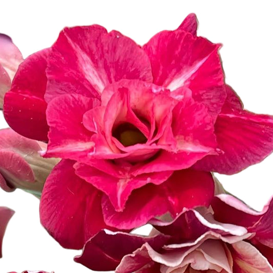 Adenium obesum Sky Red