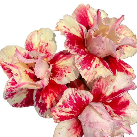 Adenium obesum Sun Ray