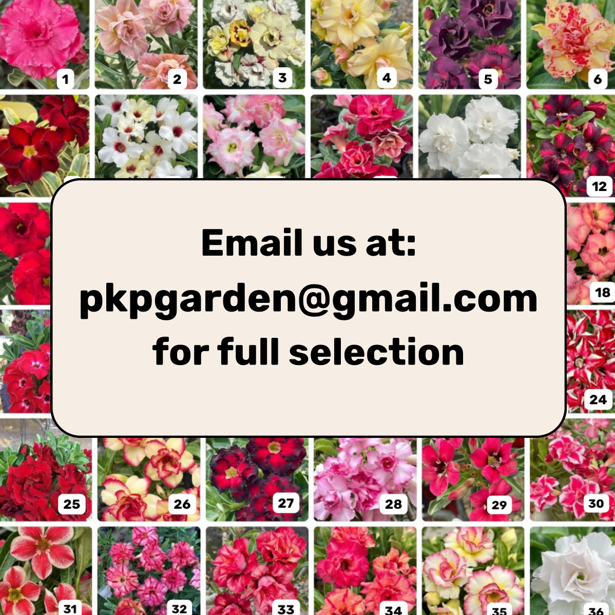 Adenium obesum catalog PKP Garden