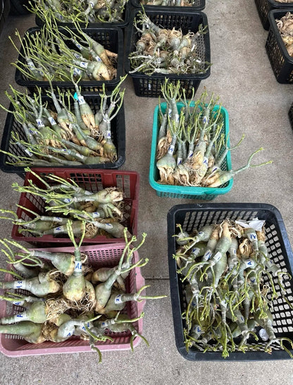 Adenium export preparation showing clean roots and caudex