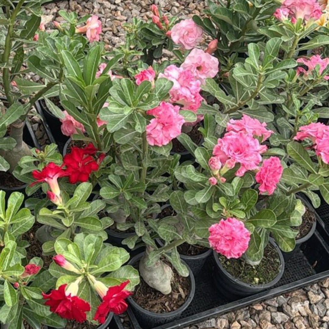 Adenium plants with colorful double flowers growing in Thai nursery