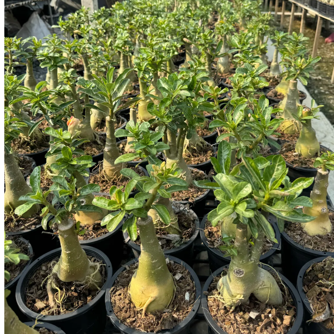 Adenium plants with developed caudex ready for sale