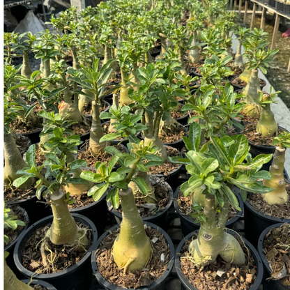 Adenium plants with developed caudex ready for sale