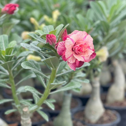 Adenium plant with layered pink flowers in nursery
