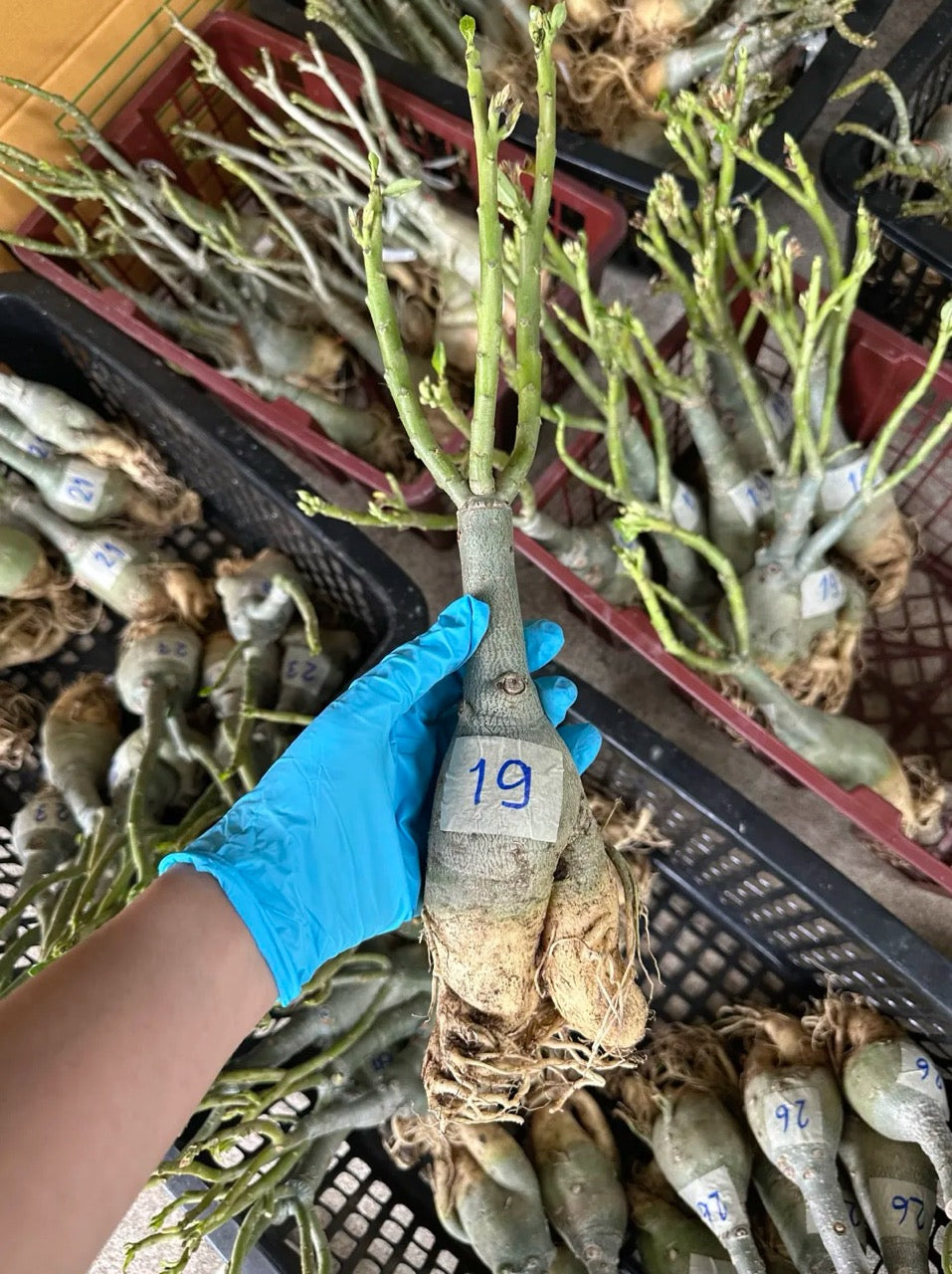 Adenium roots washed and bundled for international shipping