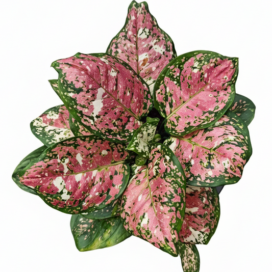 Aglaonema Anyamanee Tricolor for sale