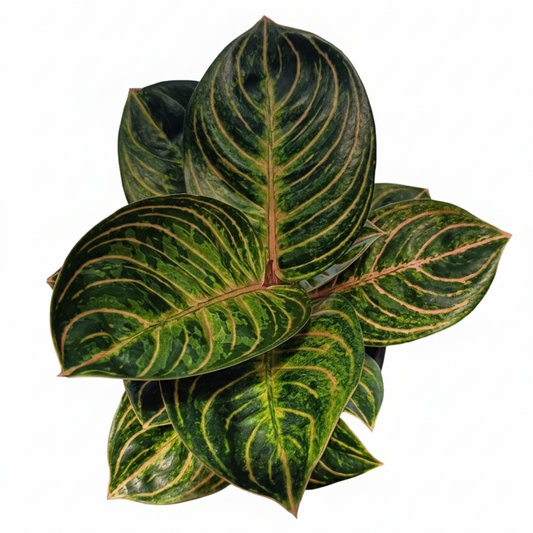 Aglaonema Black Siam with dark green leaves and pink veins, grown at PKP Garden.