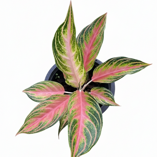 Aglaonema Pink Panama