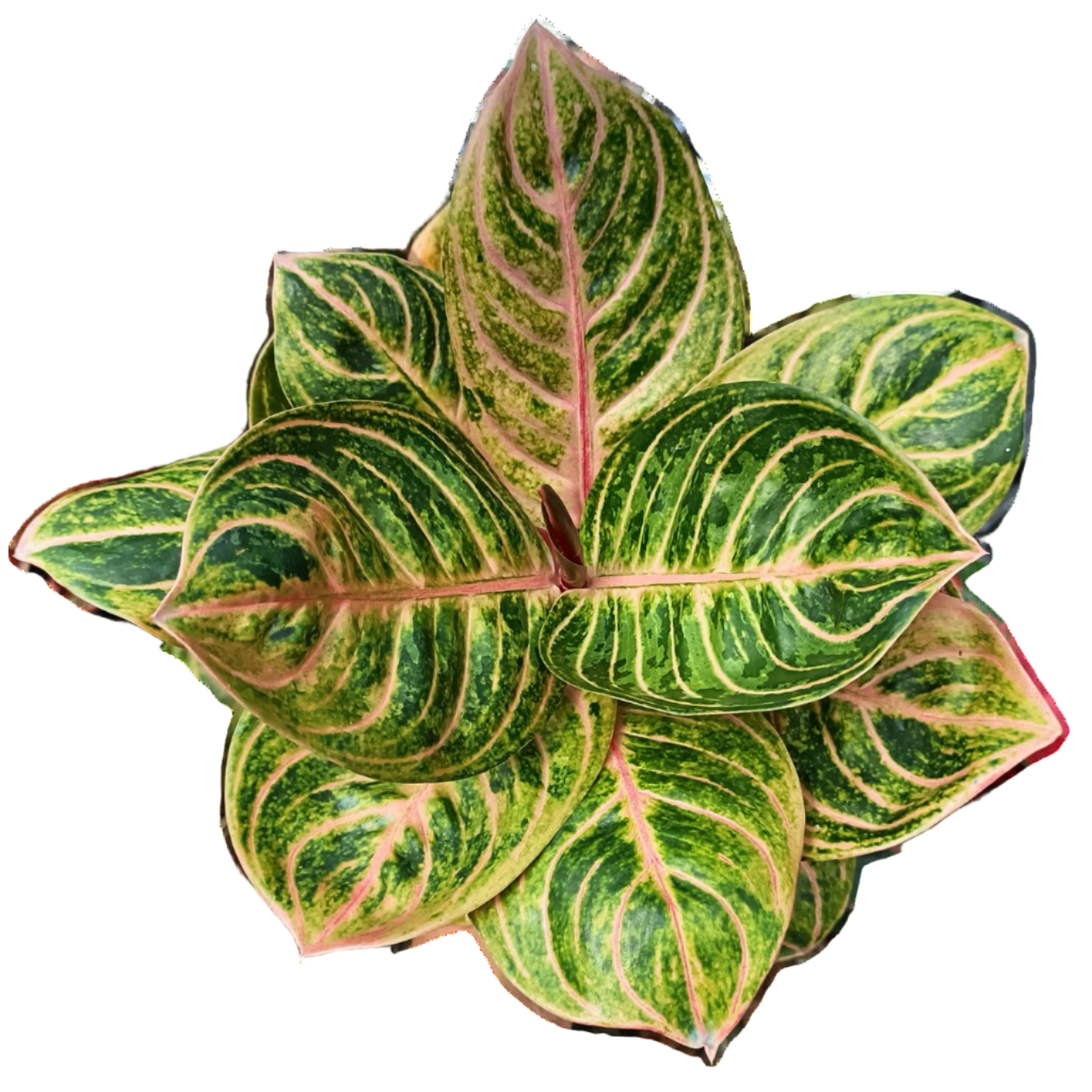 Aglaonema Siam Perfect