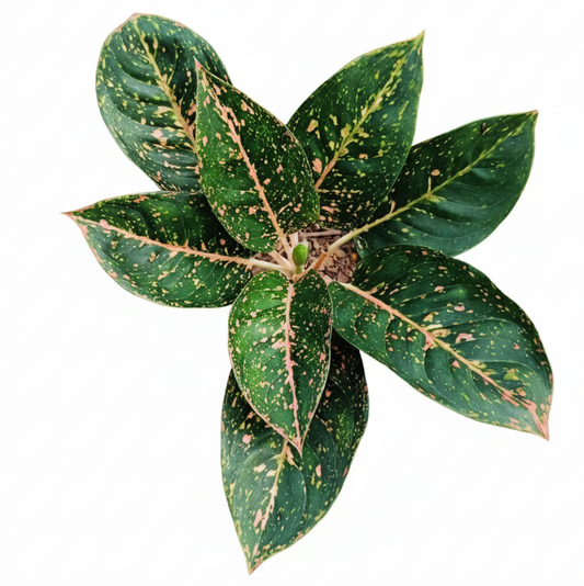 Aglaonema Sup Keaw