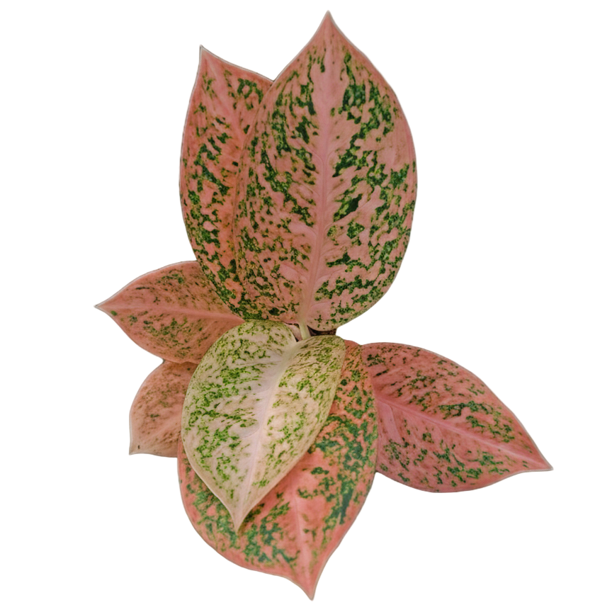 Aglaonema Sup Mongkol Orange