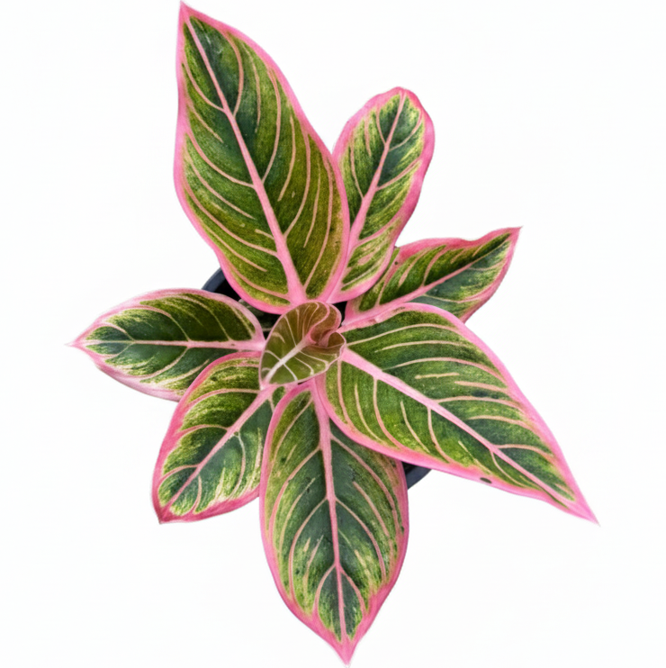 Aglaonema Lotus Delight