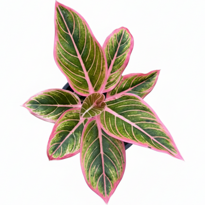 Aglaonema Lotus Delight