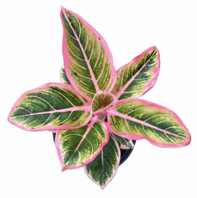 Buy Aglaonema Lotus Delight from nursery