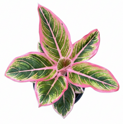 Buy Aglaonema Lotus Delight from nursery